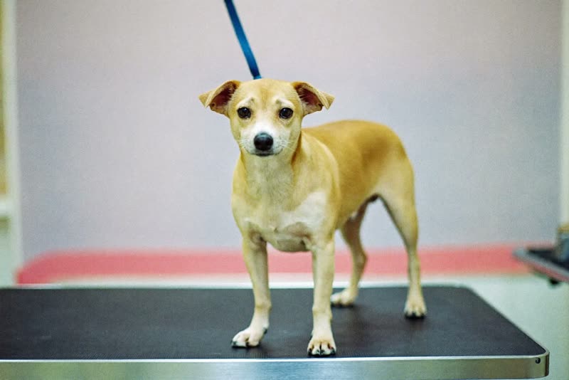 A small dog standing calmly on a grooming table
