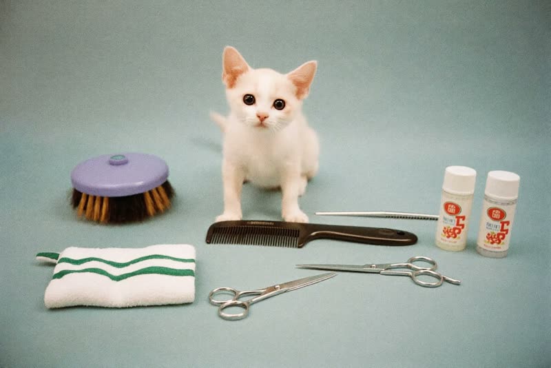 Clean grooming brushes, comb, scissors and a folded towel