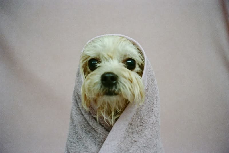 A small dog wrapped in a towel after its bath