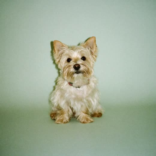 A freshly bathed and dried terrier