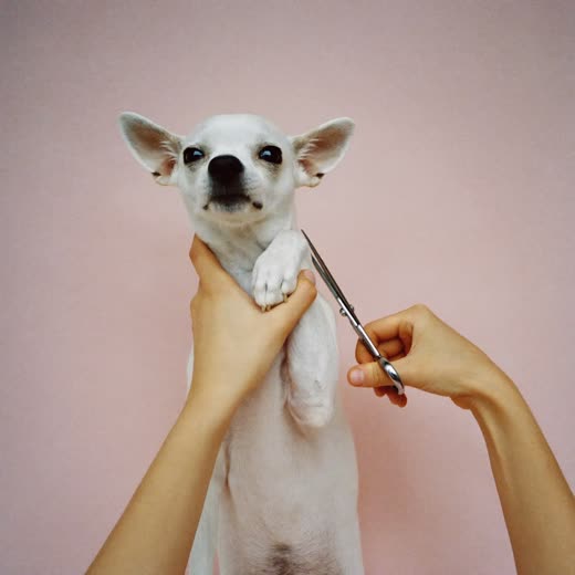Hands trimming the coat around a small dog's paw