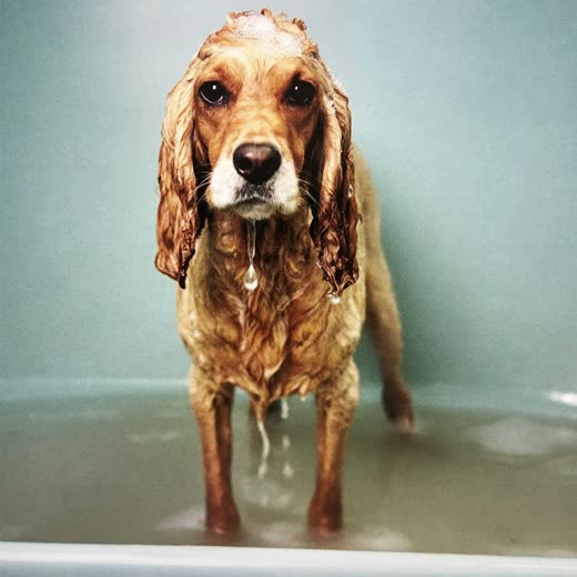 A spaniel being bathed, coat soapy and wet