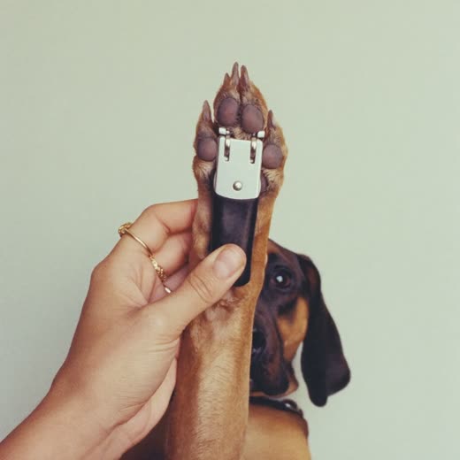 A dog's front paw held for a nail clip