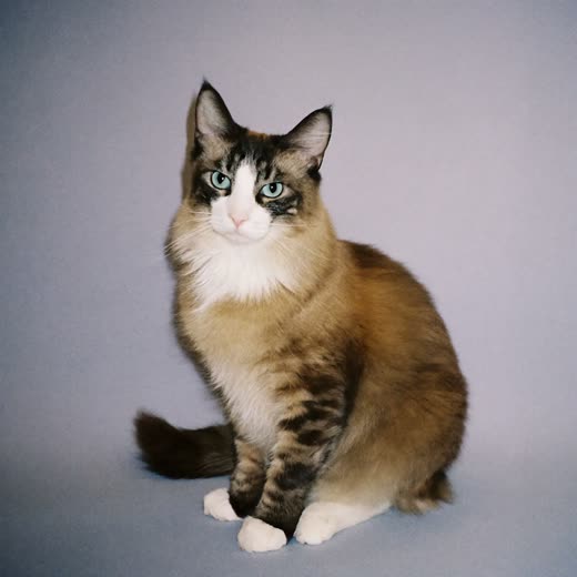 A long-haired cat with a freshly brushed coat